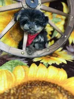 Extreme teddy bear face! Vet checked ready now , a male Shih Tzu and Yorkshire Terrier for sale in Tacoma, WA – 2 of 6