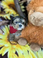 JACKS sunshine gold , a male Shorkie for sale in Tacoma, WA – 6 of 8