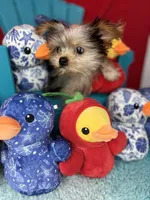 Joey ready now  Merle Shorkie sweetheart , a male Yorkshire Terrier for sale in Tacoma, WA – 5 of 6