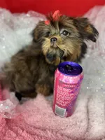 Tiny Lucy ready now! Tiny shorkie girl , a female Shih Tzu and Yorkshire Terrier for sale in Tacoma, WA – 3 of 10