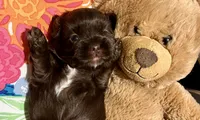 TOOTSIE CHOCOLATE SHORKIE , a female Shih Tzu and Yorkshire Terrier for sale in Tacoma, WA – 2 of 6