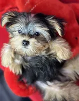 Tiny Timmy Extreme teddy bear face shorkie , a male Shih Tzu and Yorkshire Terrier for sale in Tacoma, WA – 7 of 9