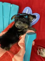 Xxxtiny Tommy shorkie boy , a male Shih Tzu and Yorkshire Terrier for sale in Tacoma, WA – 7 of 10
