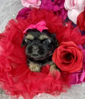 Amina Baby doll faced , a female Shorkie for sale in Tacoma, WA – 3 of 6