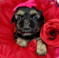 Amina Baby doll faced , a female Shorkie for sale in Tacoma, WA – 2 of 6