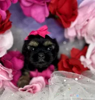 Amina Baby doll faced , a female Shorkie for sale in Tacoma, WA – 4 of 6