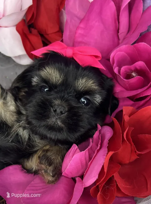 Amina Baby doll faced , a female Shorkie for sale in Tacoma, WA – 1 of 6