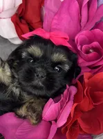 Amina Baby doll faced , a female Shorkie for sale in Tacoma, WA – 1 of 6