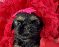 Amina Baby doll faced , a female Shorkie for sale in Tacoma, WA – 5 of 6