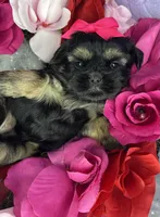 Amina Baby doll faced , a female Shorkie for sale in Tacoma, WA – 6 of 6