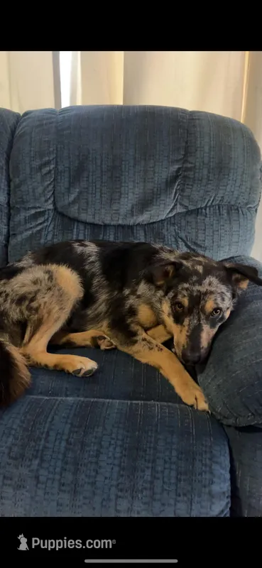 Luna – Australian Shepherd, German Shepherd Dog puppy for sale in Pella, IA