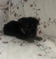 Misty 6, a female German Shepherd Dog for sale in Pella, IA – Photo 2 of 2