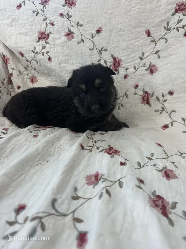 Misty 6 – German Shepherd Dog puppy for sale in Pella, IA