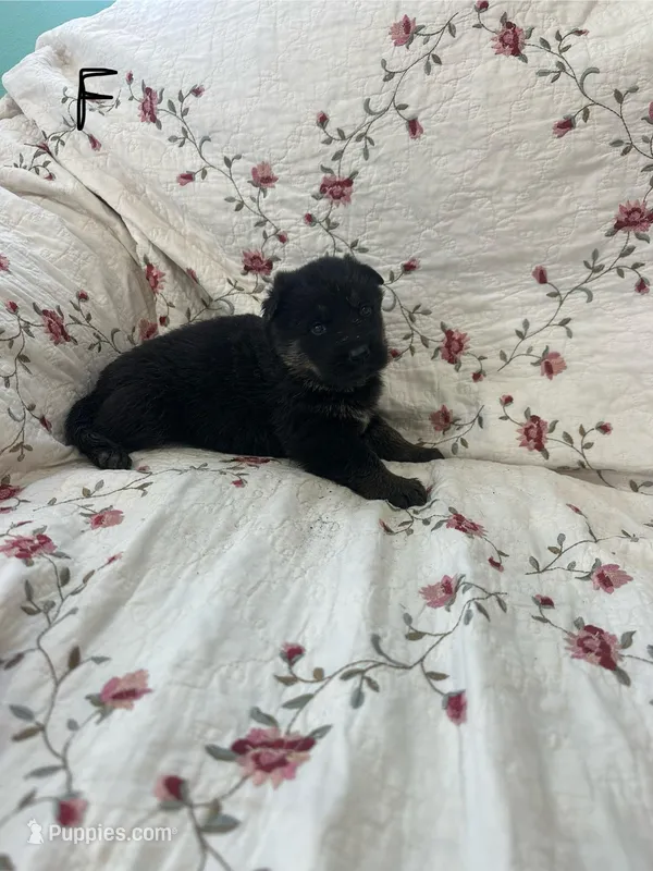 Misty 3 – German Shepherd Dog puppy for sale in Pella, IA