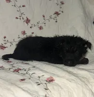 Misty 4, a male German Shepherd Dog for sale in Pella, IA – Photo 2 of 2