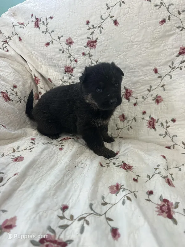 Misty 4 – German Shepherd Dog puppy for sale in Pella, IA