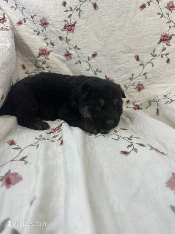 Misty 2 – German Shepherd Dog puppy for sale in Pella, IA