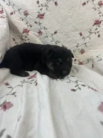 Misty 2, a male German Shepherd Dog for sale in Pella, IA – Photo 1 of 2