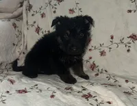 Misty 2, a male German Shepherd Dog for sale in Pella, IA – Photo 2 of 2