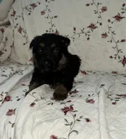 Misty 5, a male German Shepherd Dog for sale in Pella, IA – Photo 2 of 2