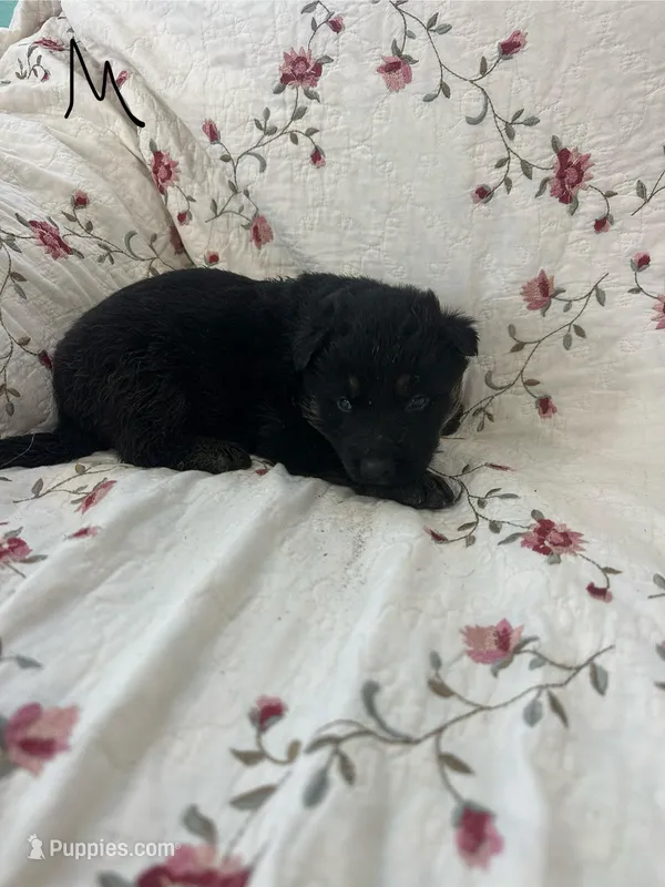 Misty 5 – German Shepherd Dog puppy for sale in Pella, IA