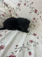 Misty 5, a male German Shepherd Dog for sale in Pella, IA – Photo 1 of 2