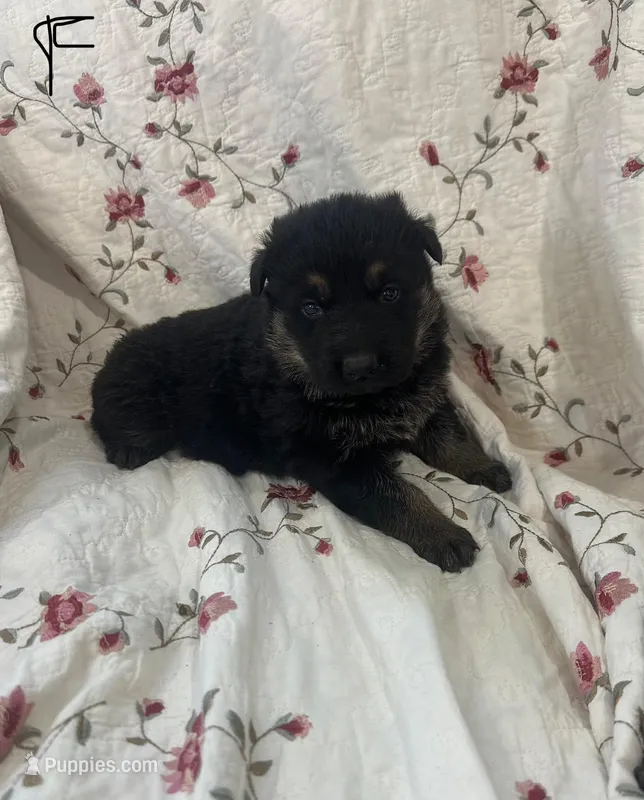 Misty 1 – German Shepherd Dog puppy for sale in Pella, IA