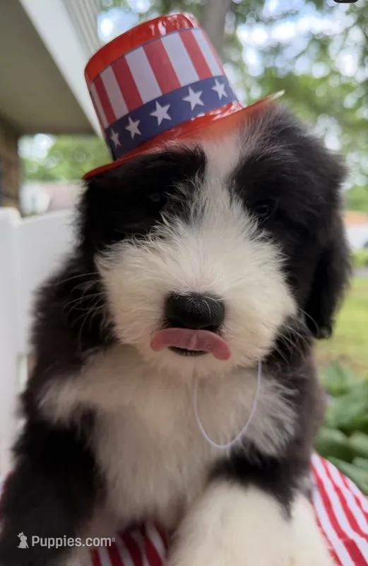 Mr.Right – Sheepadoodle puppy for sale in Sylvania, OH