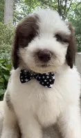 Pookie, a male Sheepadoodle for sale in Sylvania, OH – 4 of 9