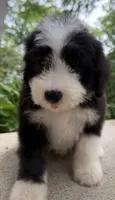 Mr.Right, a male Sheepadoodle for sale in Sylvania, OH – 8 of 8