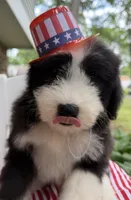 Mr.Right, a male Sheepadoodle for sale in Sylvania, OH – 6 of 8