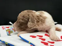 Roulette aka Lettie, a female Goldendoodle for sale in Sylvania, OH – Photo 2 of 7