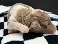 Roulette aka Lettie, a female Goldendoodle for sale in Sylvania, OH – Photo 6 of 7