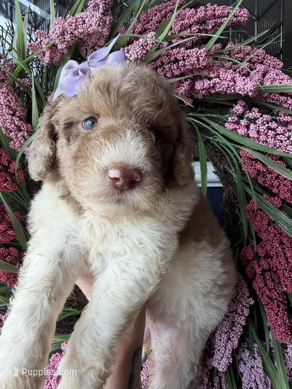Roulette aka Lettie – Goldendoodle puppy for sale in Sylvania, OH