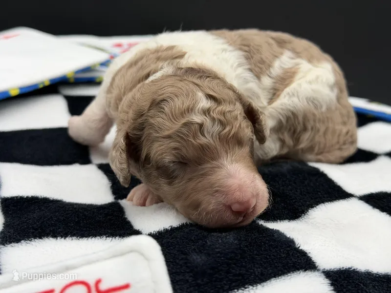 Roulette aka Lettie – Goldendoodle puppy for sale in Sylvania, OH