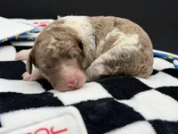 Roulette aka Lettie, a female Goldendoodle for sale in Sylvania, OH – Photo 7 of 7