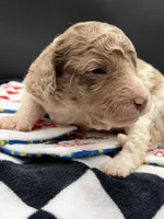 Roulette aka Lettie, a female Goldendoodle for sale in Sylvania, OH – Photo 4 of 7