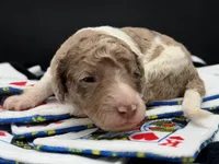 Roulette aka Lettie, a female Goldendoodle for sale in Sylvania, OH – Photo 3 of 7