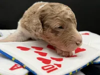 Roulette aka Lettie, a female Goldendoodle for sale in Sylvania, OH – Photo 5 of 7