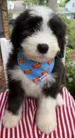 Mr.Right, a male Sheepadoodle for sale in Sylvania, OH – 7 of 8