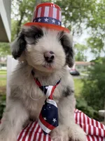 Big Daddy , a male Sheepadoodle for sale in Sylvania, OH – 7 of 8