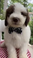 Pookie, a male Sheepadoodle for sale in Sylvania, OH – 5 of 9
