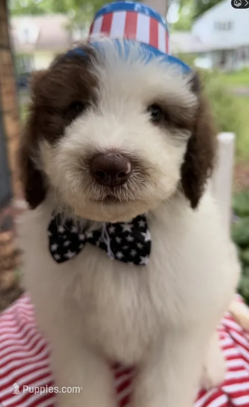 Pookie – Sheepadoodle puppy for sale in Sylvania, OH