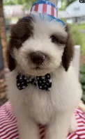 Pookie, a male Sheepadoodle for sale in Sylvania, OH – 1 of 9