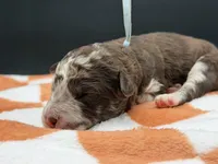 Bracket, a male Golden Mountain Doodle for sale in Sylvania, OH – Photo 8 of 8