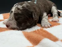 Bracket, a male Golden Mountain Doodle for sale in Sylvania, OH – Photo 3 of 8