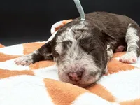 Bracket, a male Golden Mountain Doodle for sale in Sylvania, OH – Photo 4 of 8