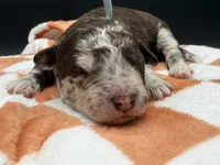 Bracket, a male Golden Mountain Doodle for sale in Sylvania, OH – Photo 2 of 8