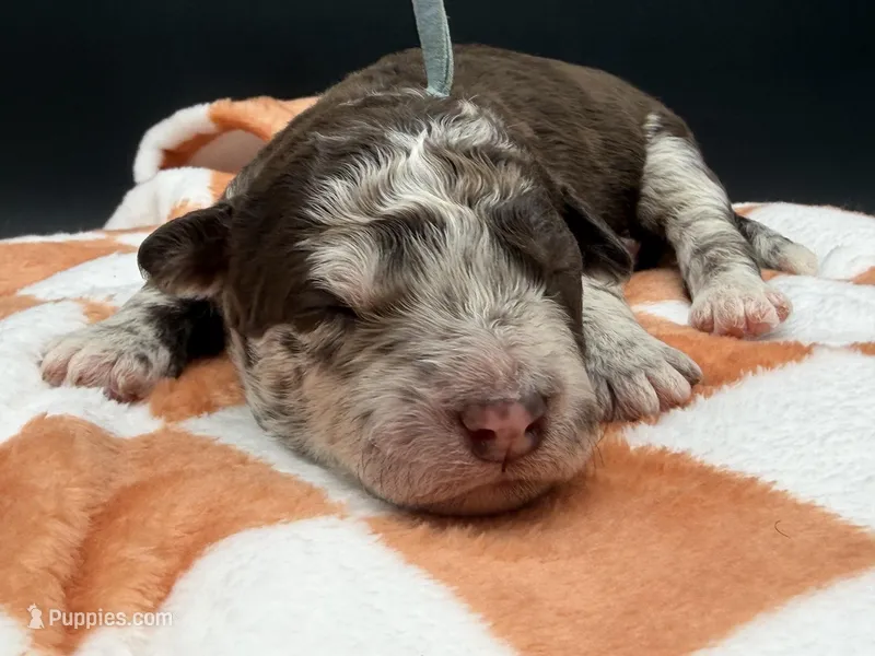 Bracket – Golden Mountain Doodle puppy for sale in Sylvania, OH