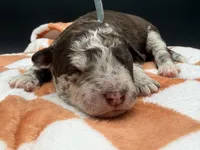 Bracket, a male Golden Mountain Doodle for sale in Sylvania, OH – Photo 1 of 8